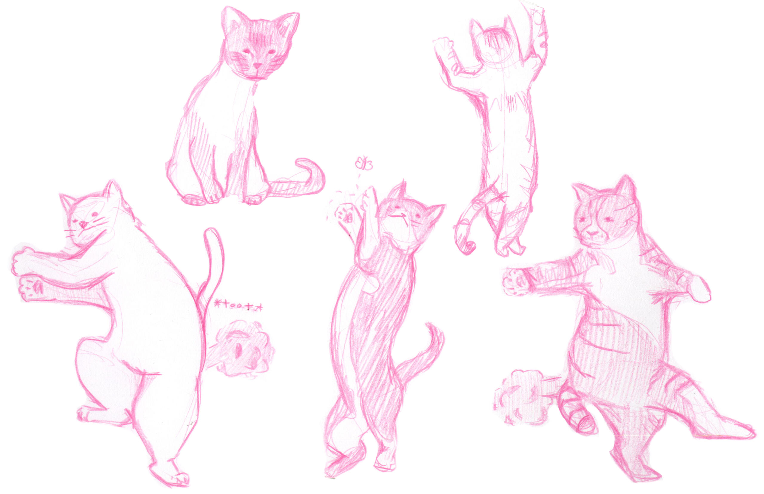 Observational cat sketches